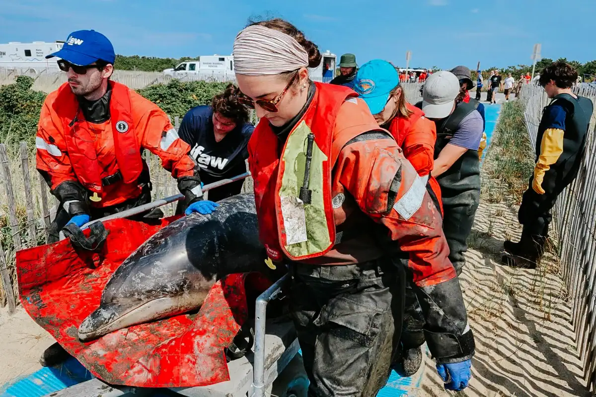 Marine rescue volunteers assisting an animal on the shore.